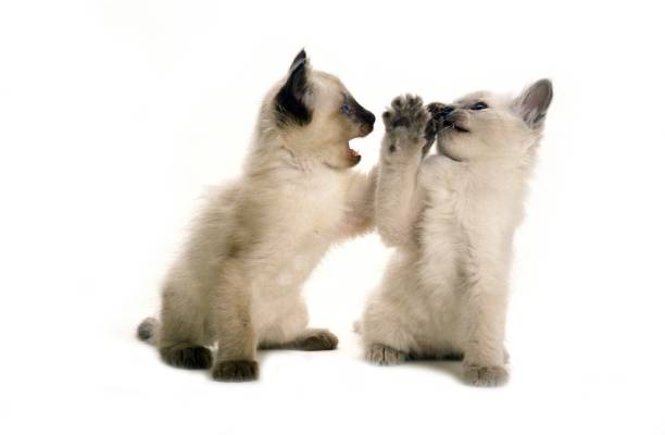 istock Balinese Domestic Cat, Kitten playing against White Bakcground 1251721118