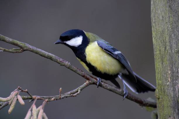 istock Great Tit, parus major, Male standing on Branch, Normandy 1251721507
