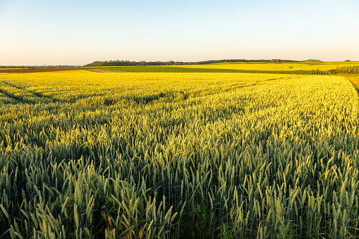 Campos agrícolas llenos de grano y trigo de color dorado debido a la puesta de sol en el municipio de Riemst photo