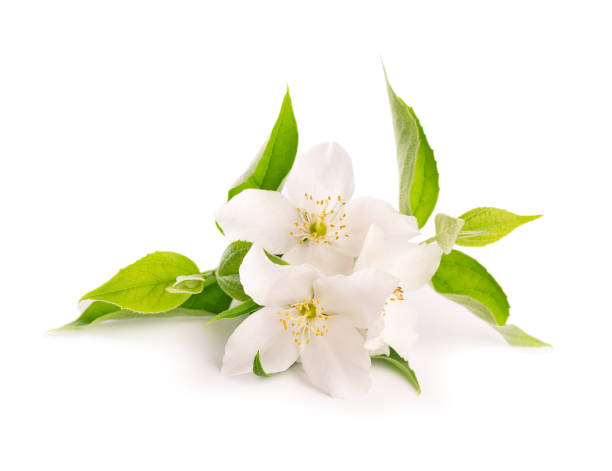 istock Jasmine flowers isolated on white background. Jasmine branch. 1251722623