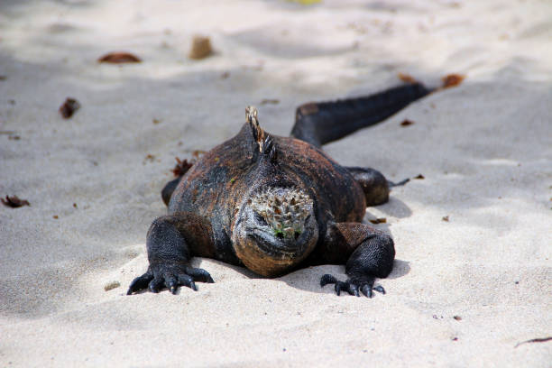 istock Giant Lizard Sacan in the Galapagos Islands 1251723947