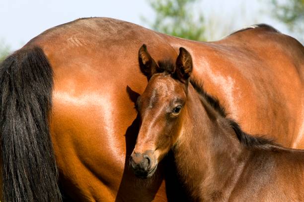 istock French Trotter Horse, Mare with Foal, Normandy 1251724119