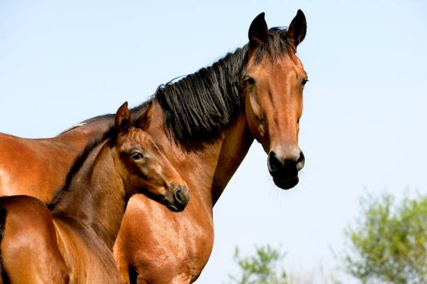 istock French Trotter Horse, Mare with Foal, Normandy 1251724148
