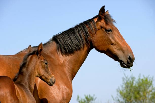 istock French Trotter Horse, Mare with Foal, Normandy 1251724156