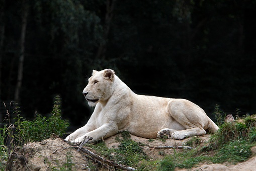 White Lion, panthera leo krugensis, Female laying