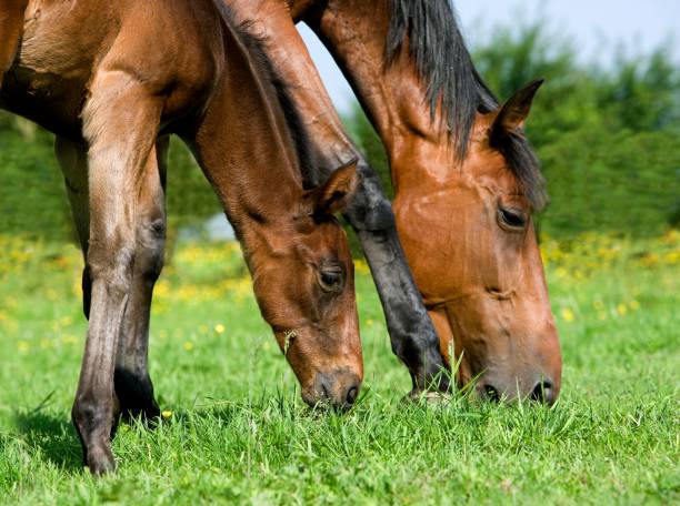 istock French Trotter Horse, Mare with Foal eating Grass, Normandy 1251724185