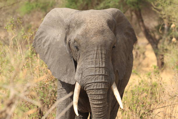 istock African Bull Elephant Prowling in Serengeti 1251724207
