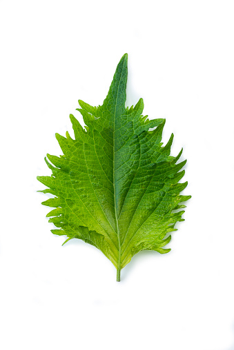 one green  Shiso leaf Isolated on White Background, high angle view.