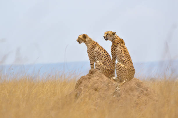 istock Two Cheetahs on Lookout in Serengeti 1251724250