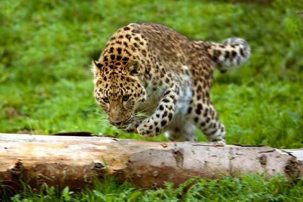istock Amur Leopard, panthera pardus orientalis, Adult leaping over Tree Trunk 1251724329