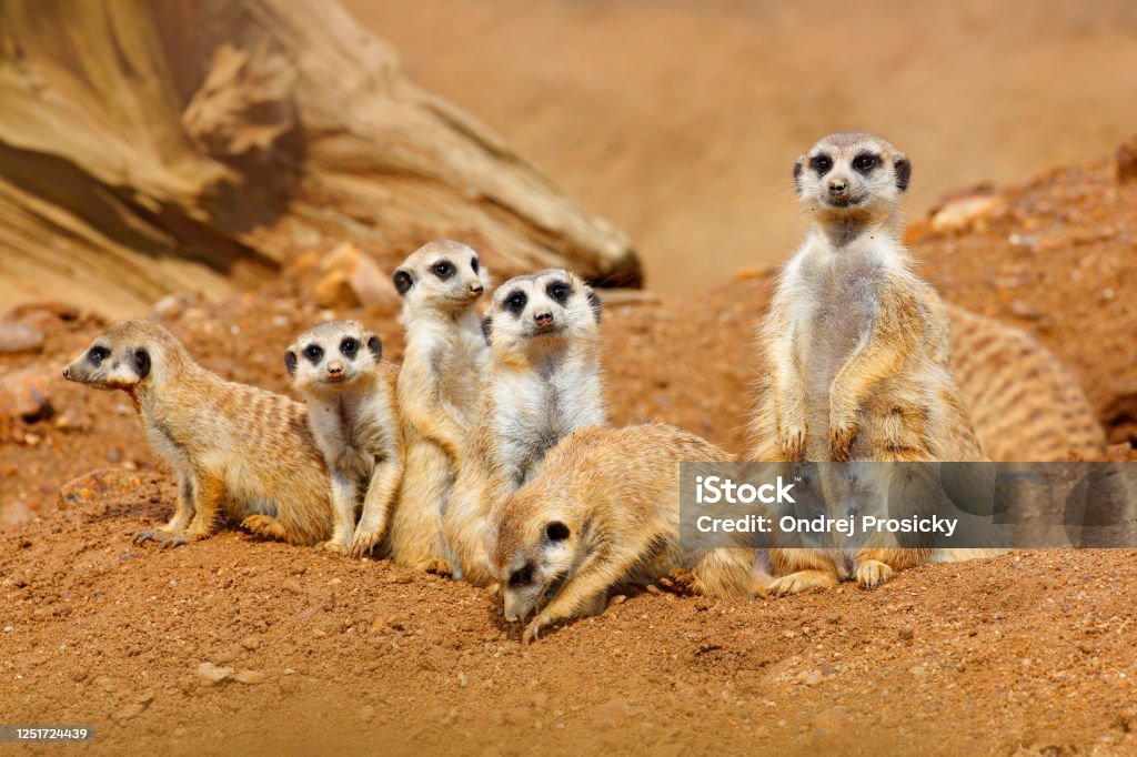 Big Animal Family Funny Image From Africa Nature Cute Meerkat Suricata Suricatta Sitting On The Stone Sand Desert With Small Mammals Meerkat From Namibia Africa Meerkat Family In Habitat Stock Photo - Big Animal Family Funny Image From Africa Nature Cute Meerkat Suricata Suricatta Sitting On The Stone Sand Desert With Small Mammals Meerkat From Namibia Africa Meerkat Family In Habitat Stock Photo -