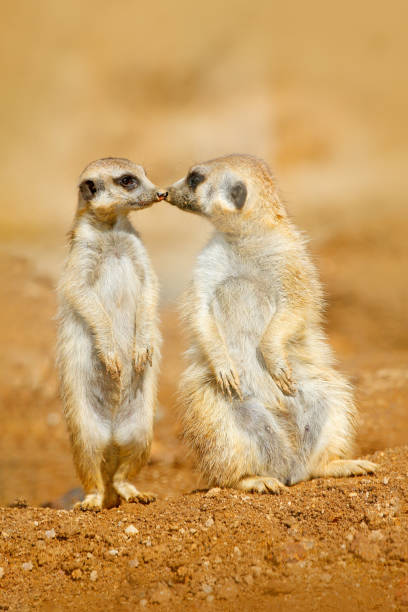Animal love, kiss in nature. Animal family. Funny image from Africa nature. Cute Meerkat, Suricata suricatta, sitting on the stone. Sand desert with small mammals. Meerkat from Namibia, Africa. Animal love, kiss in nature. Animal family. Funny image from Africa nature. Cute Meerkat, Suricata suricatta, sitting on the stone. Sand desert with small mammals. Meerkat from Namibia, Africa. adaptation to nature stock pictures, royalty-free photos & images