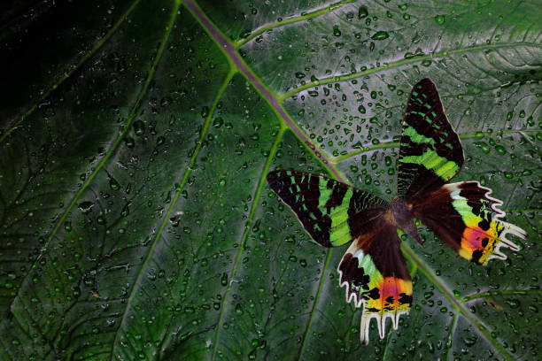 chrysiridia rhipheus, madagaskańska ćma o zachodzie słońca, piękny zielony i czarny motyl siedzący na zielonych liściach, endemiczny na madagaskarze. tropik owada w środowisku przyrody. scena dzikiej przyrody tworzy dżunglę. - madagascan zdjęcia i obrazy z banku zdjęć