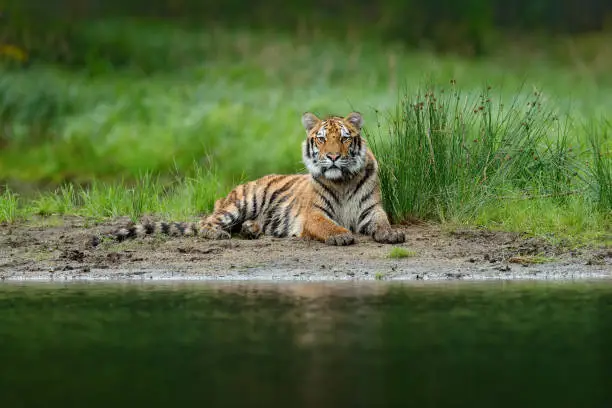 Tiger lying near the river water.  Tiger action wildlife scene, wild cat, nature habitat. Tiger with greenwater grass. Danger animal, tajga in Russia. Wild cat in forest, lake forest.