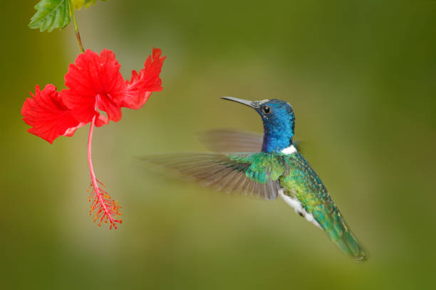 istock Hummingbird with red flower, Ecuador. 1251724548