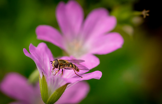 Pink Cranesbill and Hoverfly in a domestic English garden.
