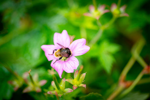 Pink Cranesbill and Bumble bee in a domestic English garden.