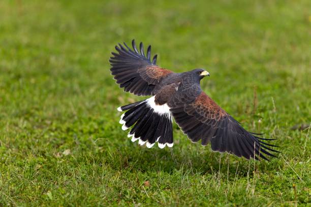 istock Harris Hawk, parabuteo unicinctus, Adult in Flight 1251725164