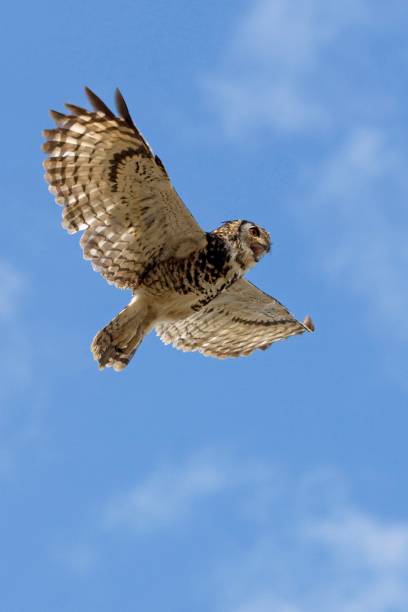 istock Cape Eagle Owl, bubo capensis, Adult in Flight against Blue Sky 1251725192