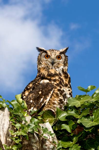 istock Cape Eagle Owl, bubo capensis, Adult standing on Top of Tree 1251725214