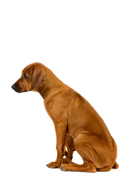 istock Rhodesian Ridgeback, 3 Months old Pup sitting against White Background 1251725306
