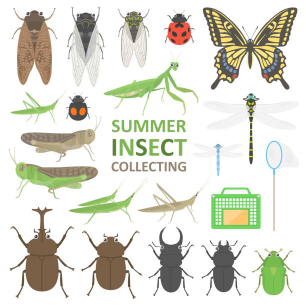 ilustrações, clipart, desenhos animados e ícones de conjunto de ilustrações de insetos de verão. - giant grasshopper