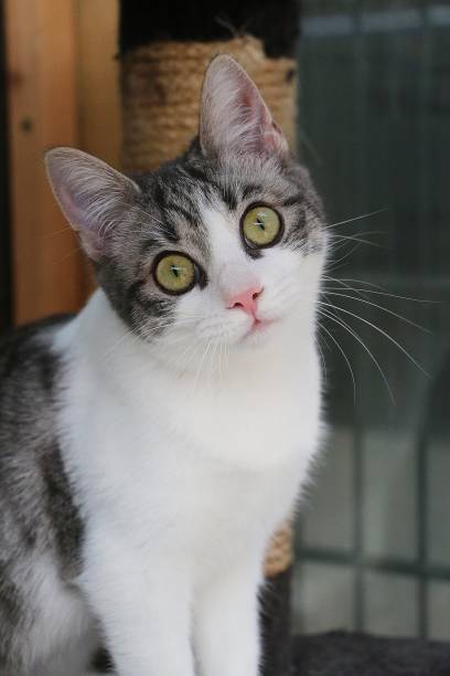 istock beautiful small kitten is sitting on the scratching post and looking into the camera 1251725481