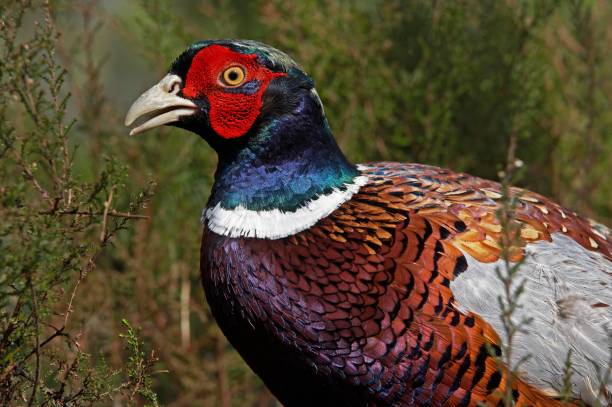 istock Common Pheasant, phasianus colchicus, Male with Beautifull Colors, Normandy 1251725558
