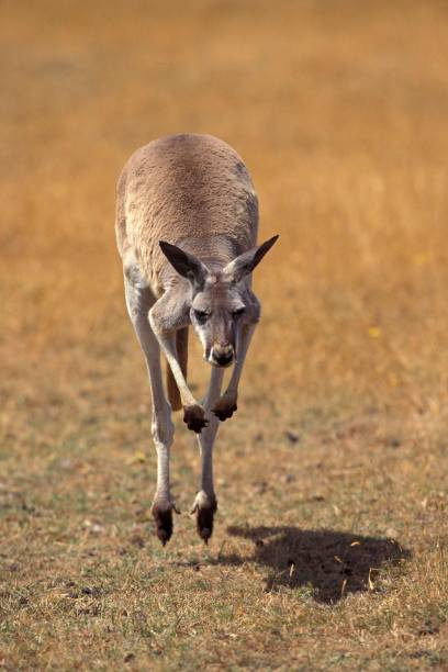 istock Red Kangaroo, macropus rufus, Adult leaping 1251725646