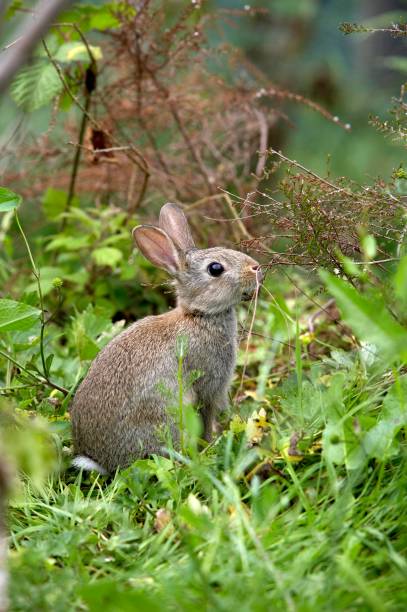 istock European Rabbit or Wild Rabbit, oryctolagus cuniculus, Young standing on Grass, Normandy 1251725700