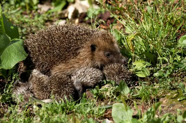 Photo of European Hedgehog, erinaceus europaeus, Female with youngs, Normandy