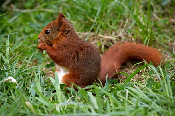 istock Red Squirrel, sciurus vulgaris, Adult standing on Grass, Eating, Normandy 1251725752