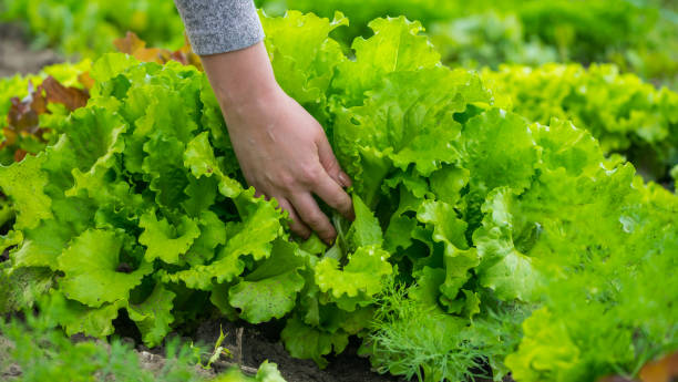 istock Women's hands pluck green lettuce leaves from beds 1251726604