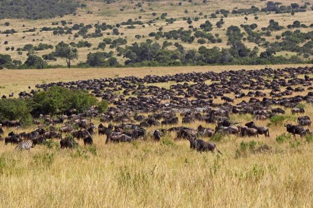istock Blue Wildebeest, connochaetes taurinus, Herd Migrating, Masai Mara Park in Kenya 1251726699