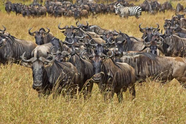 istock Blue Wildebeest, connochaetes taurinus, Herd Migrating, Masai Mara Park in Kenya 1251726706