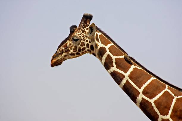 giraffa reticolata, giraffa camelopardalis reticulata con uccello sul collo, oxpecker dal becco rosso, buphagus erythrorhynchus, parco samburu in kenya - reticulated giraffe foto e immagini stock