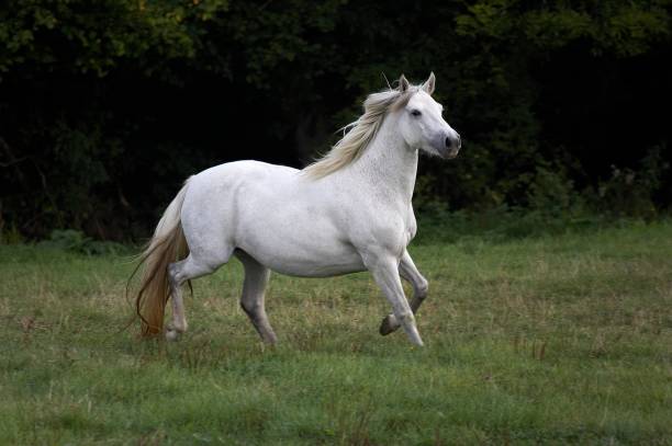 istock Connemara Pony, Mare Trotting through Meadow 1251726724