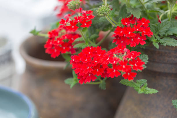 istock Blooming red flowers and ceramic pots，Verbena hybrida 1251729541
