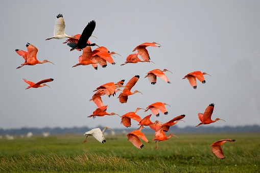 Scarlet Ibis, eudocimus ruber, Group in Flight above Swamp, Los Lianos in Venezuela