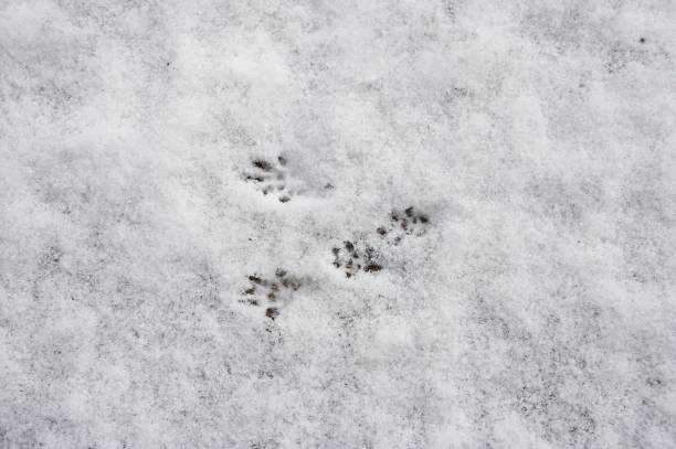 istock Red Squirrel, sciurus vulgaris, Tracks on Snow, Normandy 1251729852