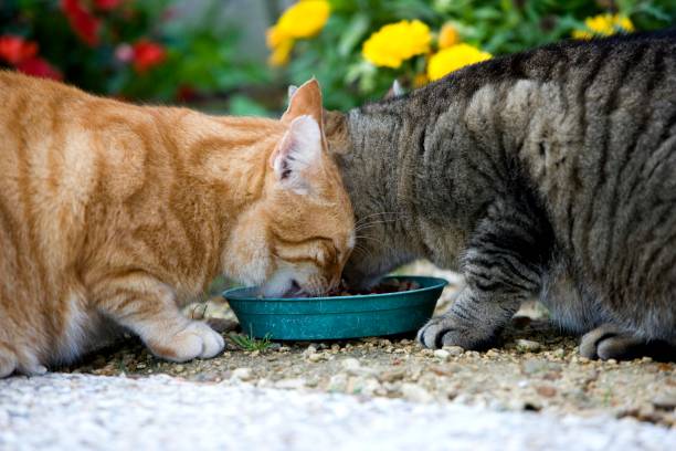 istock Red Tabby and Brown Tabby Domestic Cat, Cats eating, Normandy 1251730026