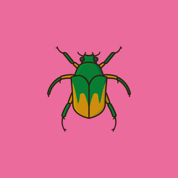 bildbanksillustrationer, clip art samt tecknat material och ikoner med juni bugg eller juni beetle vektor illustration - melolontha melolontha