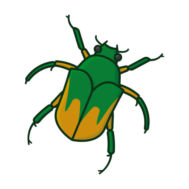 bildbanksillustrationer, clip art samt tecknat material och ikoner med juni bugg eller juni beetle isolerade vektor illustration - melolontha melolontha