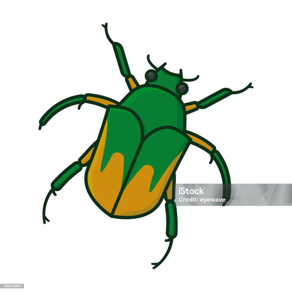 Junix Insect Drawing June Bug Or June Beetle Isolated Vector Illustration Stock Illustration ...
