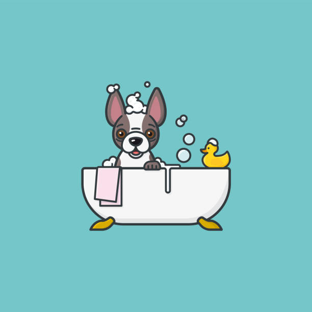 ilustrações de stock, clip art, desenhos animados e ícones de french bulldog bathing in bathtub vector illustration - dog bathtub washing puppy
