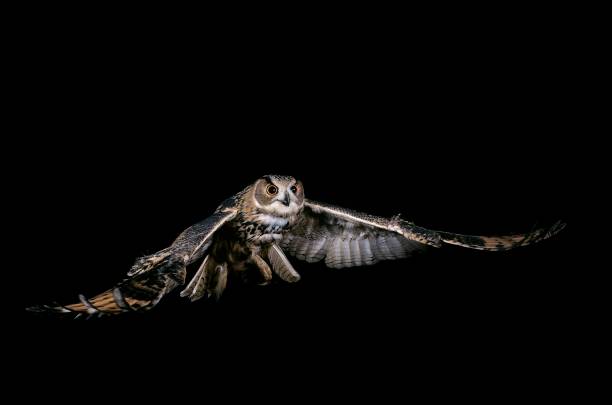istock European Eagle Owl, asio otus, Adult in Flight 1251730796