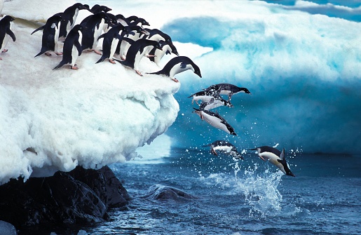 A waddle of Gentoo Penguins, Pygoscelis papua, sidelit in the evening while climbing a slope on Sea Lion Island, Falklands
