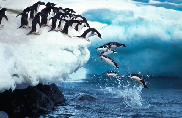 Photo of Adelie Penguin, pygoscelis adeliae, Group Leaping into Ocean, Paulet Island in Antarctica