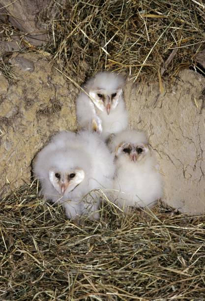 istock Barn Owl, tyto alba, Chicks, Normandy 1251730819
