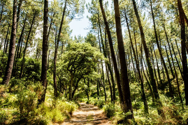 hermoso paisaje forestal en el suroeste de francia - pinar fotografías e imágenes de stock